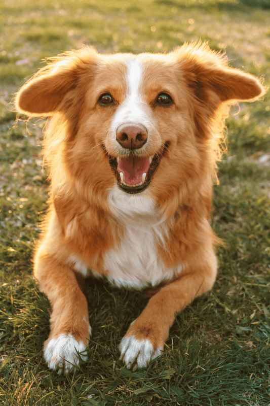Hundekrankenversicherung